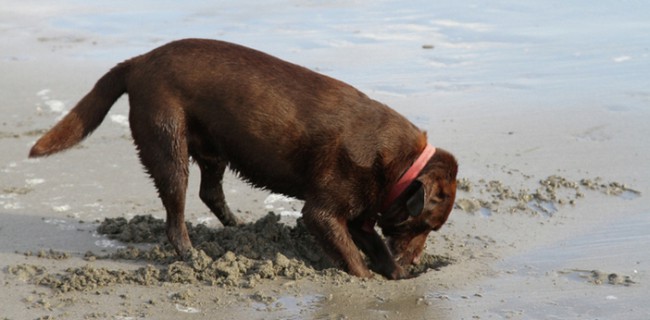 dog friendly beach in Cornwall