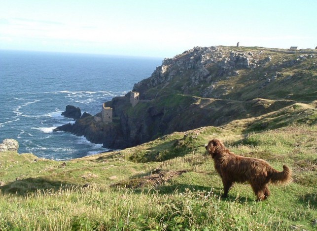Dog friendly walk Cornwall Rame Peninsula