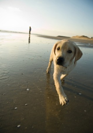 Dog friendly beach Cornwall