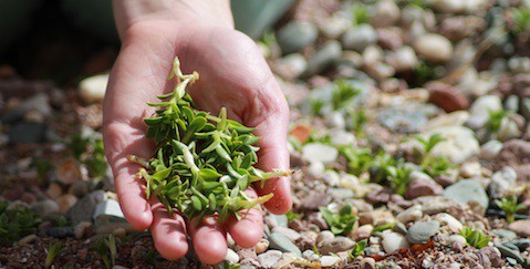 Concierge Family Foraging1