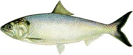 Concierge-Fish