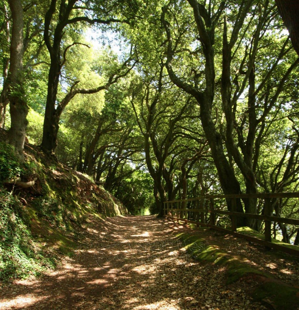 Kingsand to Mount Edgecumb - Shady walks for dogs