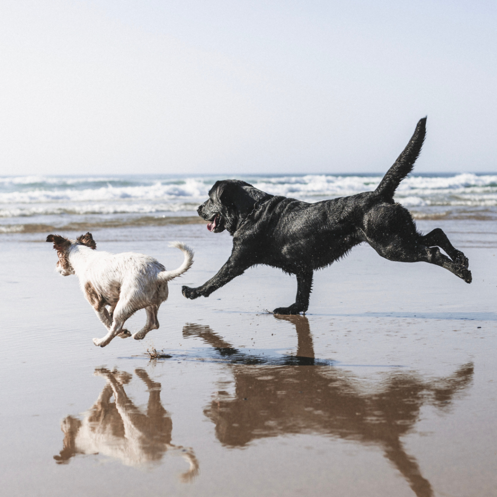 Dogs Running Two Dogs on Beach