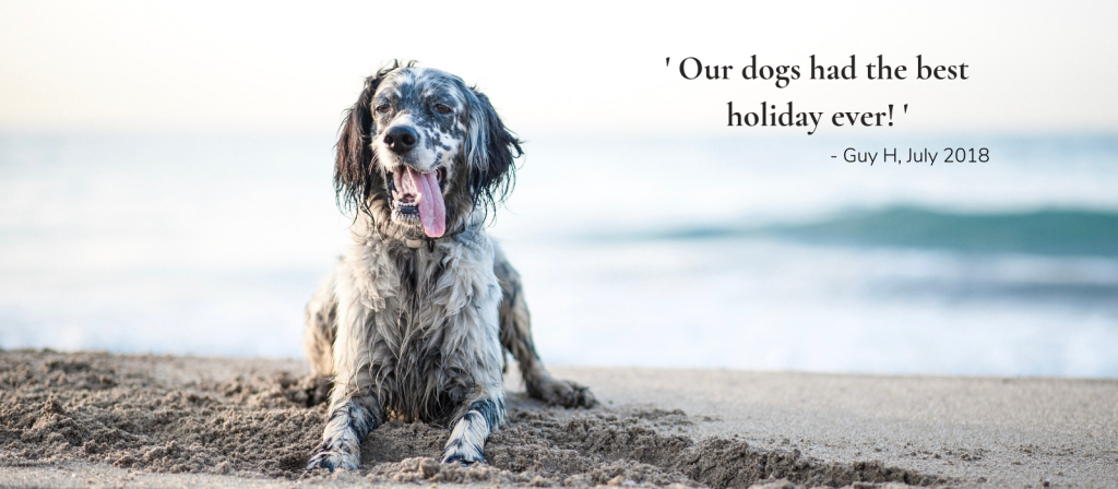 Our dogs had the holiday ever! (3)