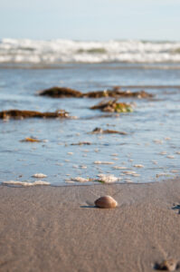 Tregantle dog friendly beach