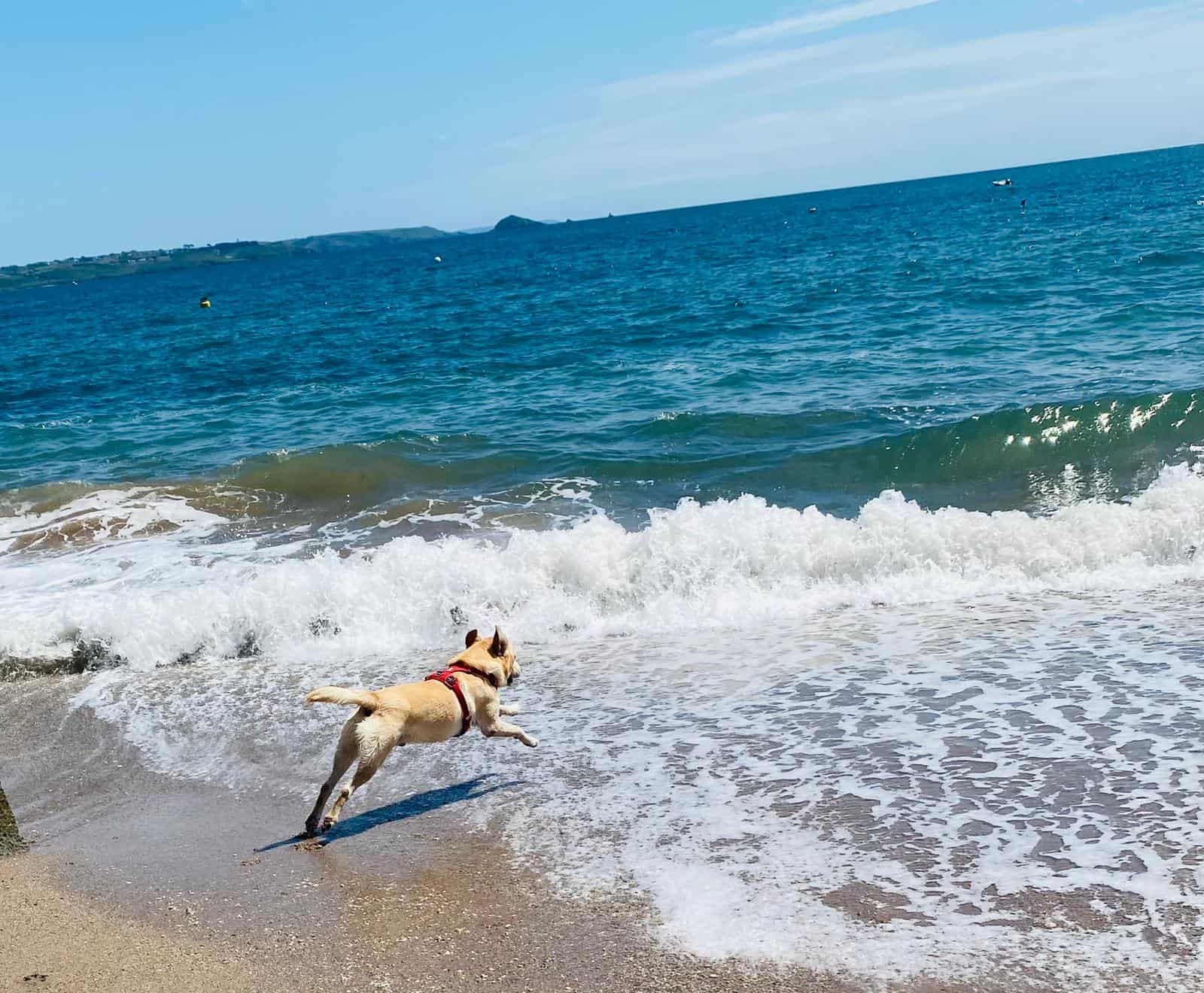 blue-monkey-cornwall dog runs into the sea