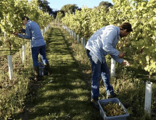 Exploring South East Cornwall Vineyards: A guide to 5 exceptional wine destinations