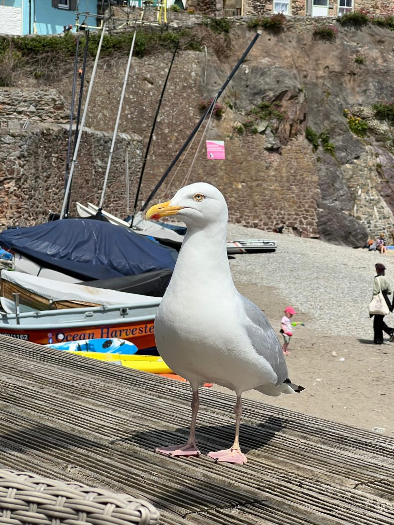 Seagull Seagull Kingsand Beach
